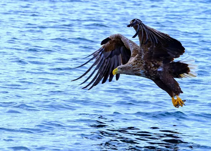 Eagle View Lofoten